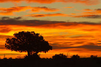 Sunrise, Cimarron, New Mexico, Hwy 64, by Danita Delimont