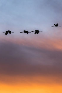 Sandhill Cranes flying at sunset, Bosque del Apache National... by Danita Delimont