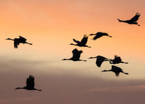 Sandhill Cranes flying at sunset, Bosque del Apache National... von Danita Delimont