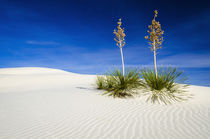 Soaptree Yucca and dunes, White Sands National Monument, New Mexico von Danita Delimont