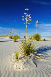 Soaptree Yucca and dunes, White Sands National Monument, New Mexico by Danita Delimont