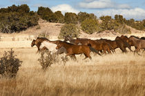 Herd of horses running on dry grassland and brush by Danita Delimont