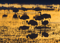 Sandhill Cranes in a wetland at sunset, New Mexico USA von Danita Delimont