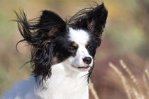 Portrait of a Papillon sitting in the wind. by Danita Delimont