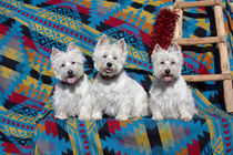 Three Westies sitting on Southwestern blanket . by Danita Delimont