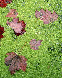 USA, New York, Adirondack Park and Preserve, Red Maple Leave, Duckweed by Danita Delimont