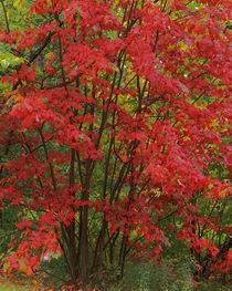 USA, New York, Adirondack Park, Red Maple by Danita Delimont