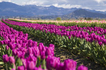 USA, Washington, Mount Vernon, tulip fields bloom at the ann... von Danita Delimont