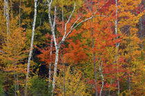 Autumn foliage at Ausable River Area, Adirondack State Park,... by Danita Delimont
