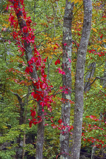 Autumn foliage at Mohonk Lake Region, Shawangunk Mountains, ... von Danita Delimont