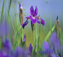 Blue flag iris, Finger lakes District, New York. by Danita Delimont