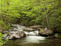USA, North Carolina, Great Smoky Mountains National Park, St... von Danita Delimont