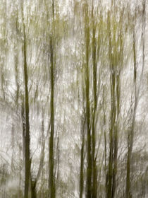 USA, North Carolina, Blue Ridge Parkway, Abstract of trees c... by Danita Delimont