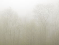 USA, North Carolina, Blue Ridge Parkway, Trees shrouded in fog von Danita Delimont