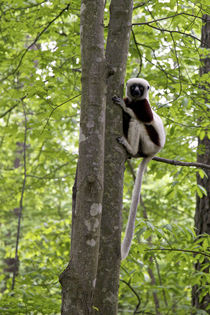 Coquereli in outdoor enclosures at Duke Lemur Center. von Danita Delimont
