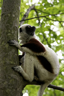 Coquereli in outdoor enclosures at Duke Lemur Center. von Danita Delimont