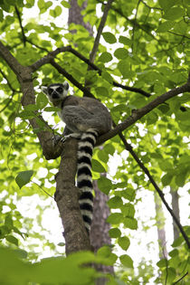 USA, North Carolina, Duke Lemur Center Ring-tailed lemur by Danita Delimont
