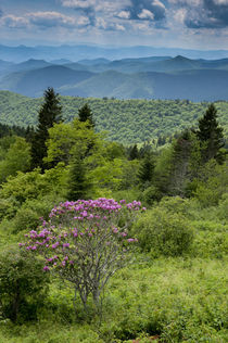 Cowee Mountain Overlook, Blue Ridge Parkway, North Carolina by Danita Delimont