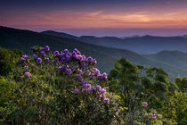 Sunset and Catawba Rhododendron, Cowee Mountain, Overlook, B... by Danita Delimont