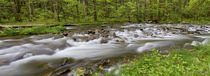 Panoramic of Straight Fork Creek in spring, Great Smoky Moun... by Danita Delimont