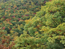 Vibrant autumn color, Steestachee Bald Overlook, Blue Ridge ... by Danita Delimont