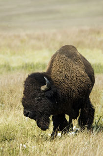 Bison of the Northern Plains by Danita Delimont