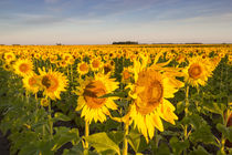 Sunflower field in morning light in Michigan, North Dakota, USA von Danita Delimont