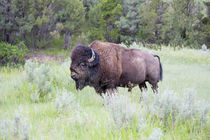 USA, North Dakota, Theodore Roosevelt National Park, Bull bison. von Danita Delimont