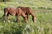 USA, North Dakota, Theodore Roosevelt National Park, Wild horses. by Danita Delimont