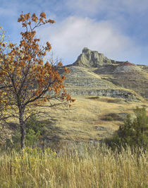 Fall foliage in South Unit, Theodore Roosevelt National Park... von Danita Delimont