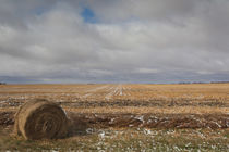 USA, North Dakota, Pillsbury, farm field, early winter by Danita Delimont
