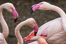 Greater flamingos by Danita Delimont