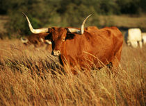 USA, Oklahoma, Longhorn bull in field by Danita Delimont