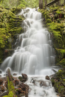 White Branch Falls, Oregon Cascades, Oregon by Danita Delimont