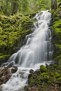 White Branch Falls, Oregon Cascades, Oregon by Danita Delimont
