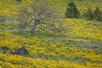 USA, Oregon, Tom McCall Nature Conservancy by Danita Delimont