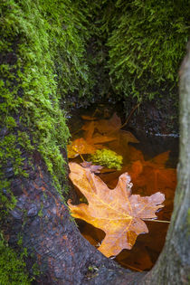 Floating Maple Leaf, Oregon, USA. von Danita Delimont