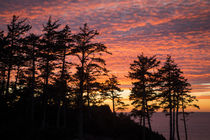 Silhouetted fir trees at sunset, Ecola State Park near Canno... by Danita Delimont
