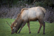 Young elk, Cervus Elaphus feeding in a grassy area near Cann... by Danita Delimont