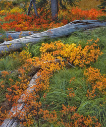 USA, Oregon, Willamette National Forest von Danita Delimont