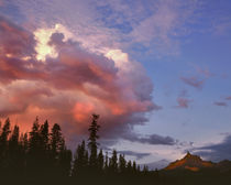 USA, Oregon, Umpqua National Forest by Danita Delimont
