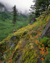 USA, Oregon, Mt Hood National Forest by Danita Delimont
