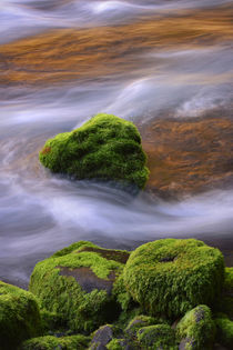 USA, Oregon, Willamette National Forest by Danita Delimont