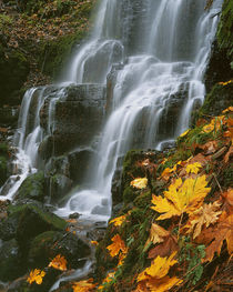 USA, Oregon, Fairy Falls, Columbia River Gorge National Scenic Area by Danita Delimont