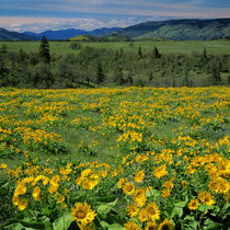 USA, Oregon, Columbia River Gorge National Scenic Area, Tom ... von Danita Delimont