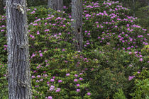 Rhododendrons flowering in the Siuslaw National Forest near ... von Danita Delimont