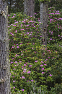 Rhododendrons flowering in the Siuslaw National Forest near ... by Danita Delimont