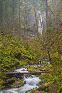 USA, Oregon, Columbia Gorge by Danita Delimont