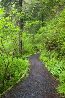 OR, Oregon Coast, Oswald West State Park, Oregon Coast trail von Danita Delimont