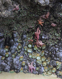 OR, Oregon Coast, Ecola State Park, Ochre sea stars and gree... by Danita Delimont